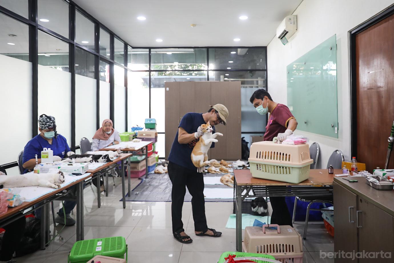 Steril Kucing Cpk Putih 7