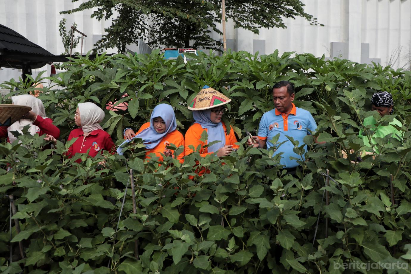 7.Wali Kota Jaktim Panen Melon di Poktan Geber Tabur