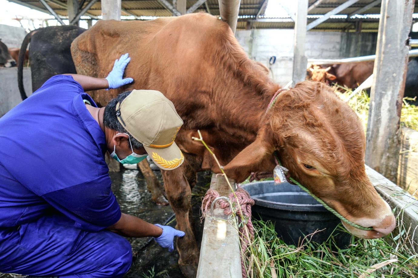 2 31 Sapi Milik Peternak Mendapatkan Vaksin Jelang Idul Adha 2