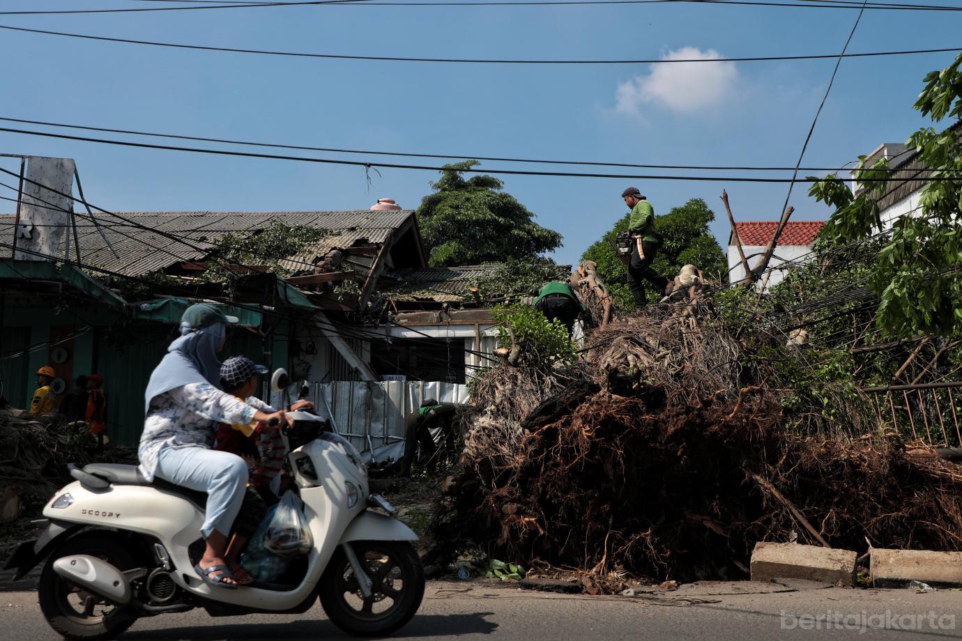 9.Penanganan Pohon Tumbang di Cipayung