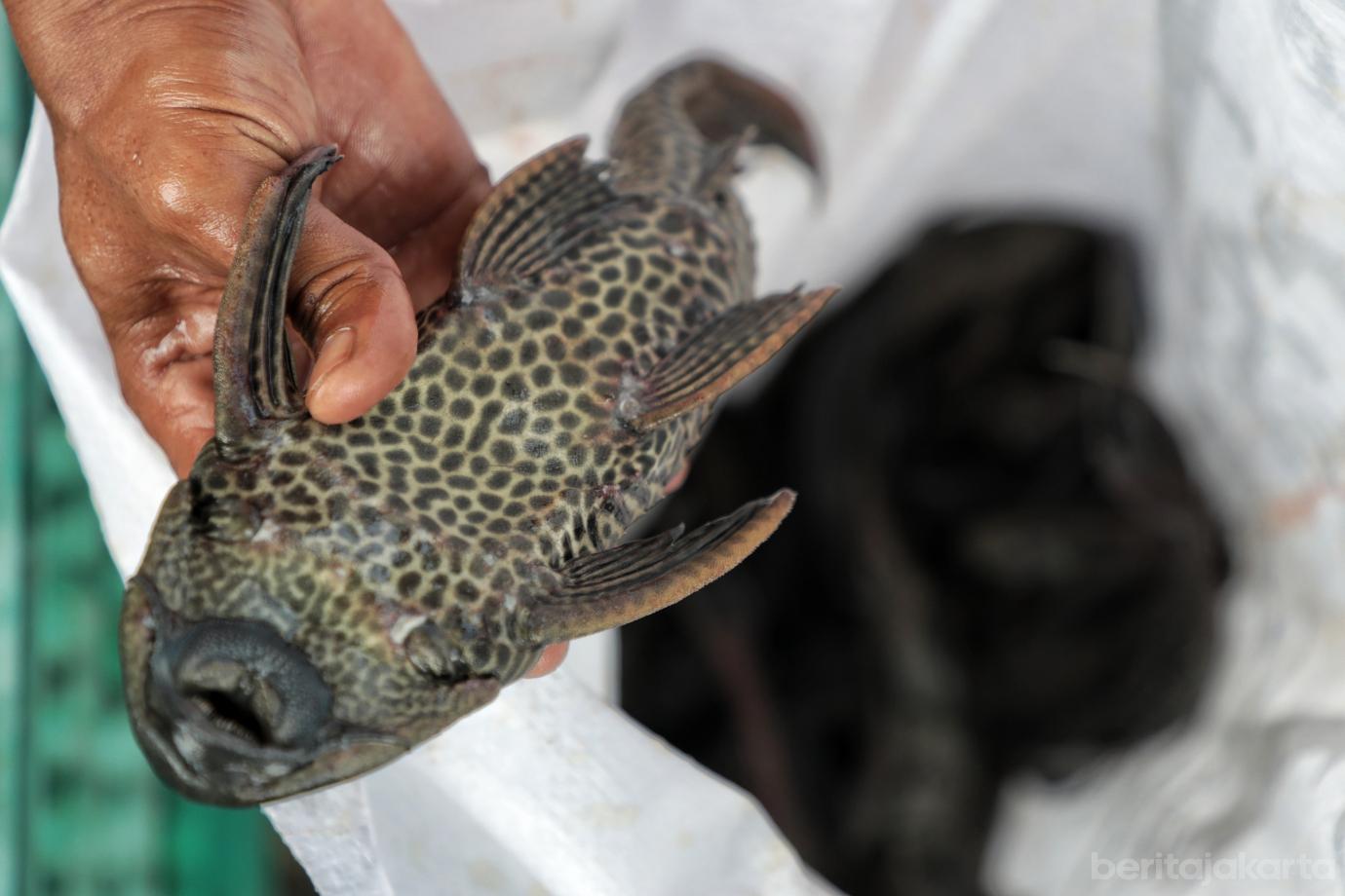 6.Berburu Ikan Sapu sapu di Kecamatan Matraman