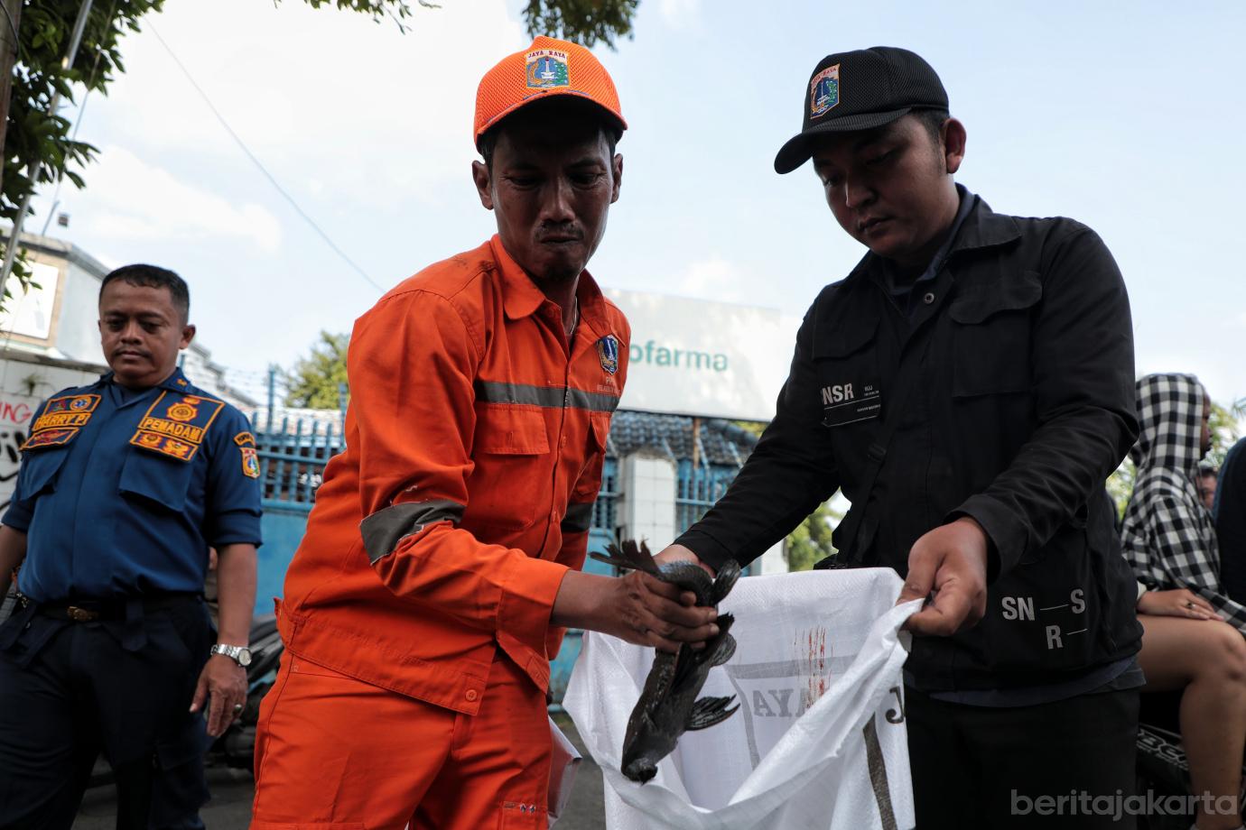 5.Berburu Ikan Sapu sapu di Kecamatan Matraman