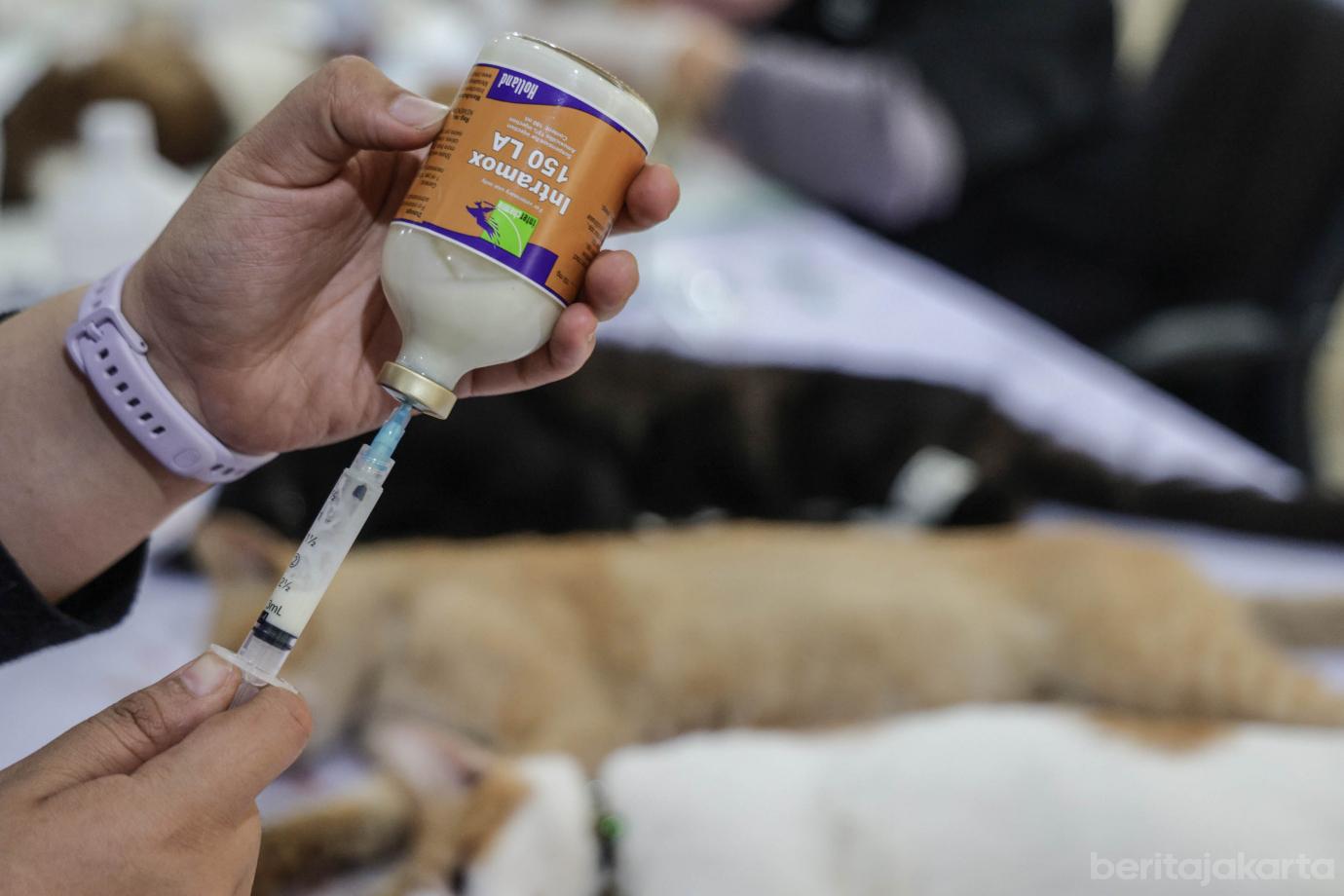 2 200 Kucing Jantan di Palmerah Disterilisasi 2