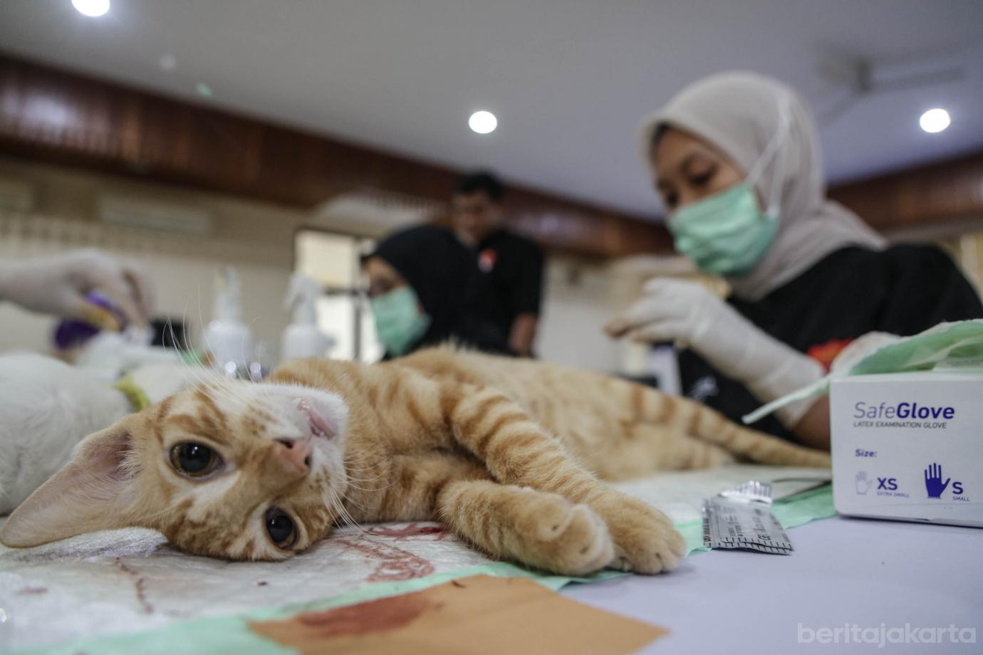 3 200 Kucing Jantan di Palmerah Disterilisasi 3