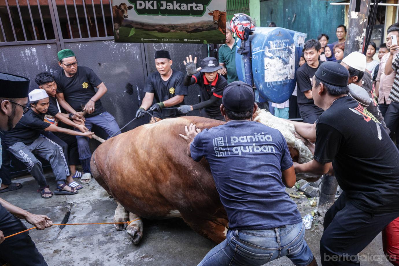 5 Rano Karno Serahkan Sapi Kurban Gubernur ke Warga Tangki 5
