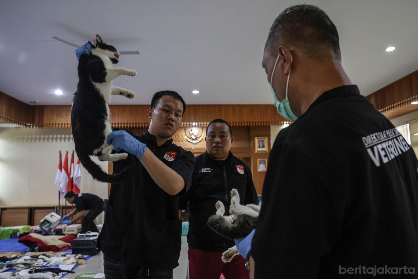 1 200 Kucing Jantan di Palmerah Disterilisasi 1