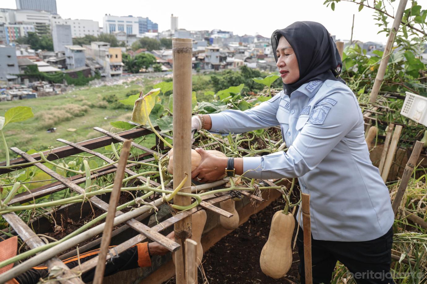 2 Iin Panen Sayuran dan Padi di Rooftop Kantor Lurah Tangki 2