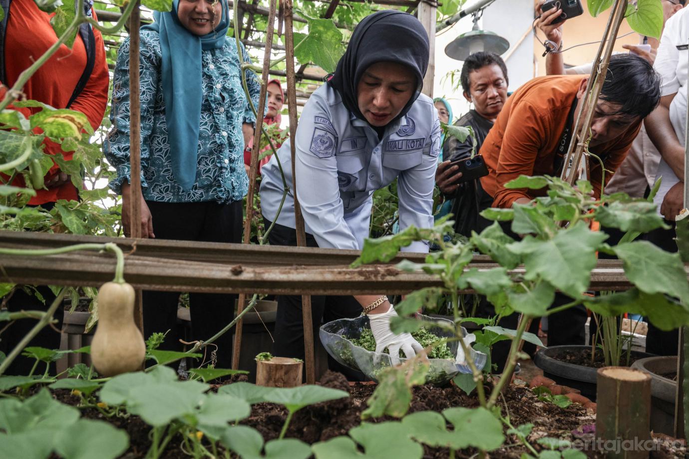6 Iin Panen Sayuran dan Padi di Rooftop Kantor Lurah Tangki 6