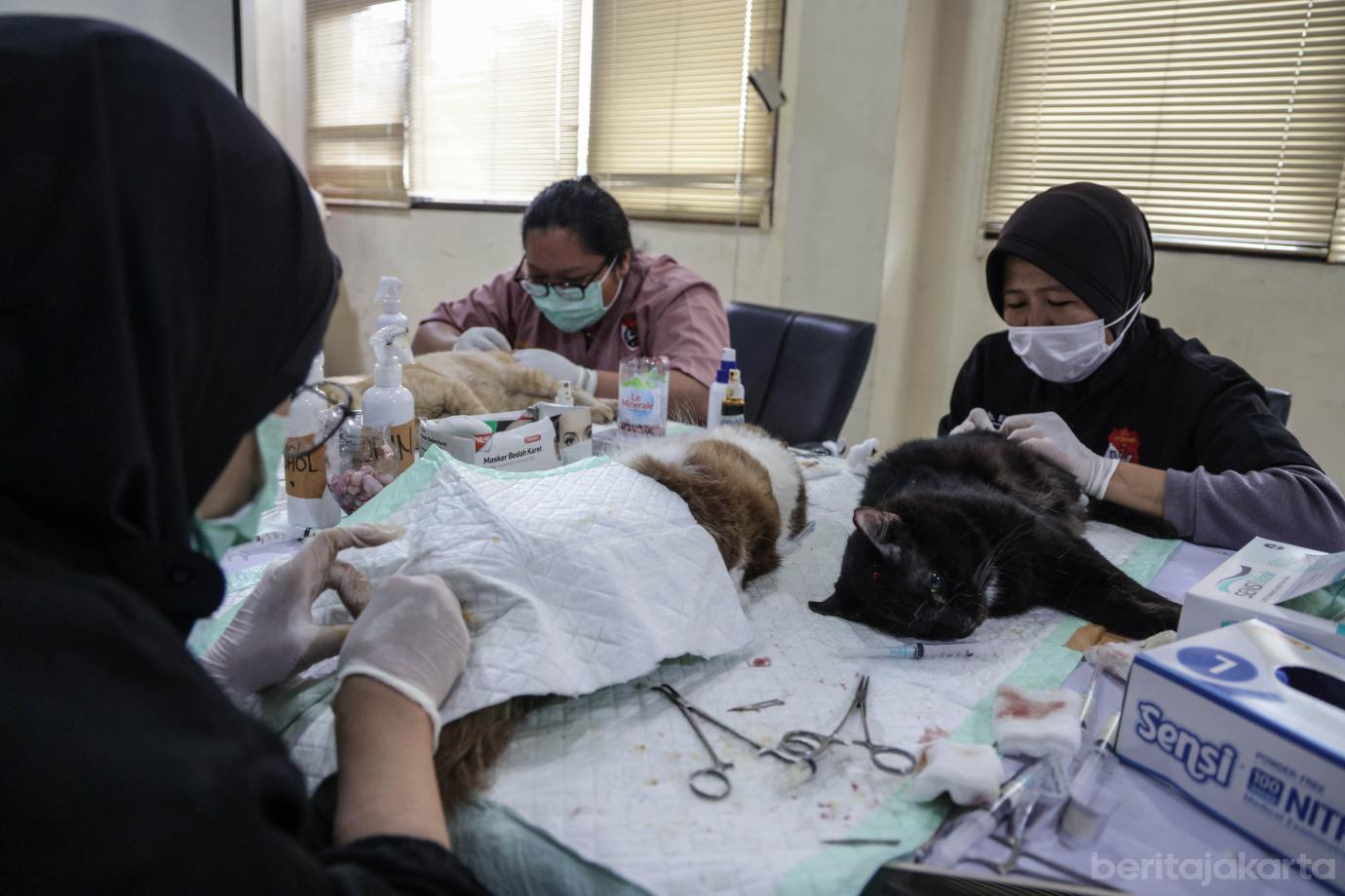 4 200 Kucing Jantan di Palmerah Disterilisasi 4