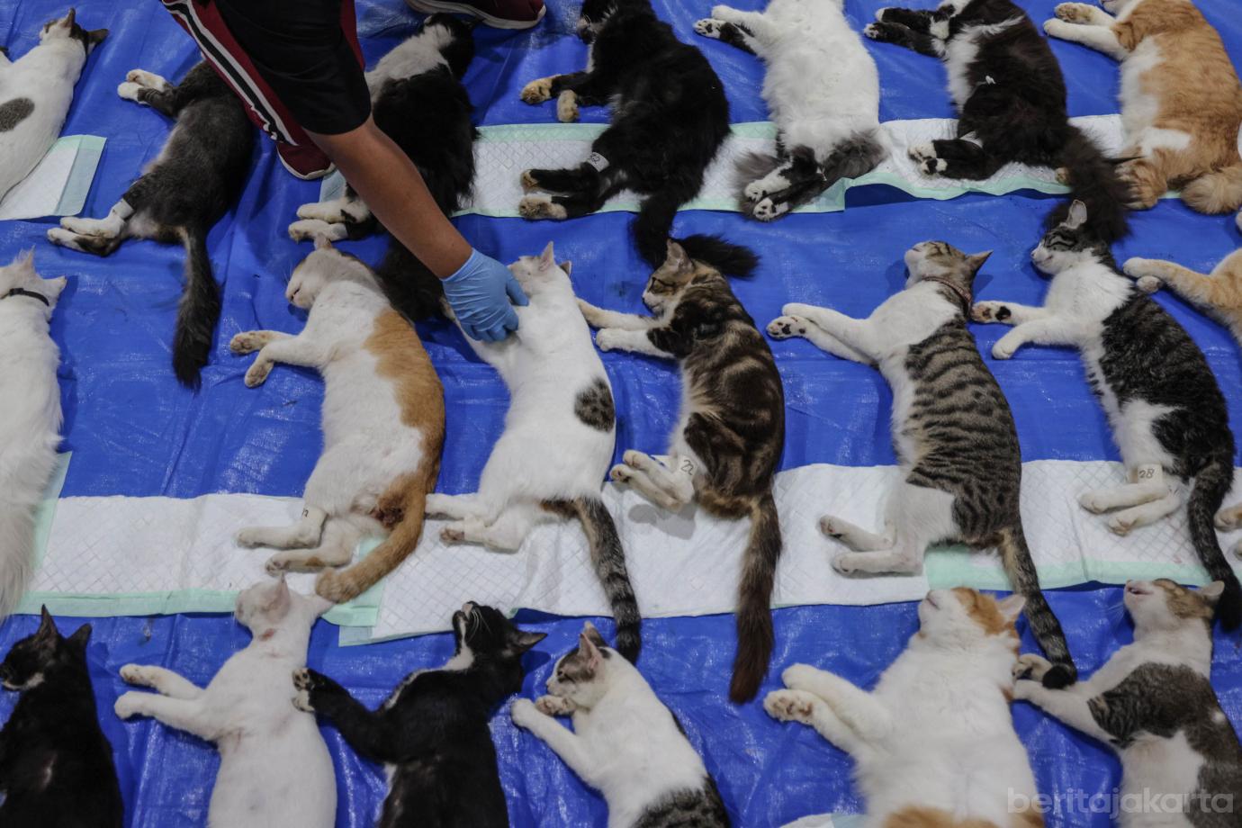 6 200 Kucing Jantan di Palmerah Disterilisasi 6