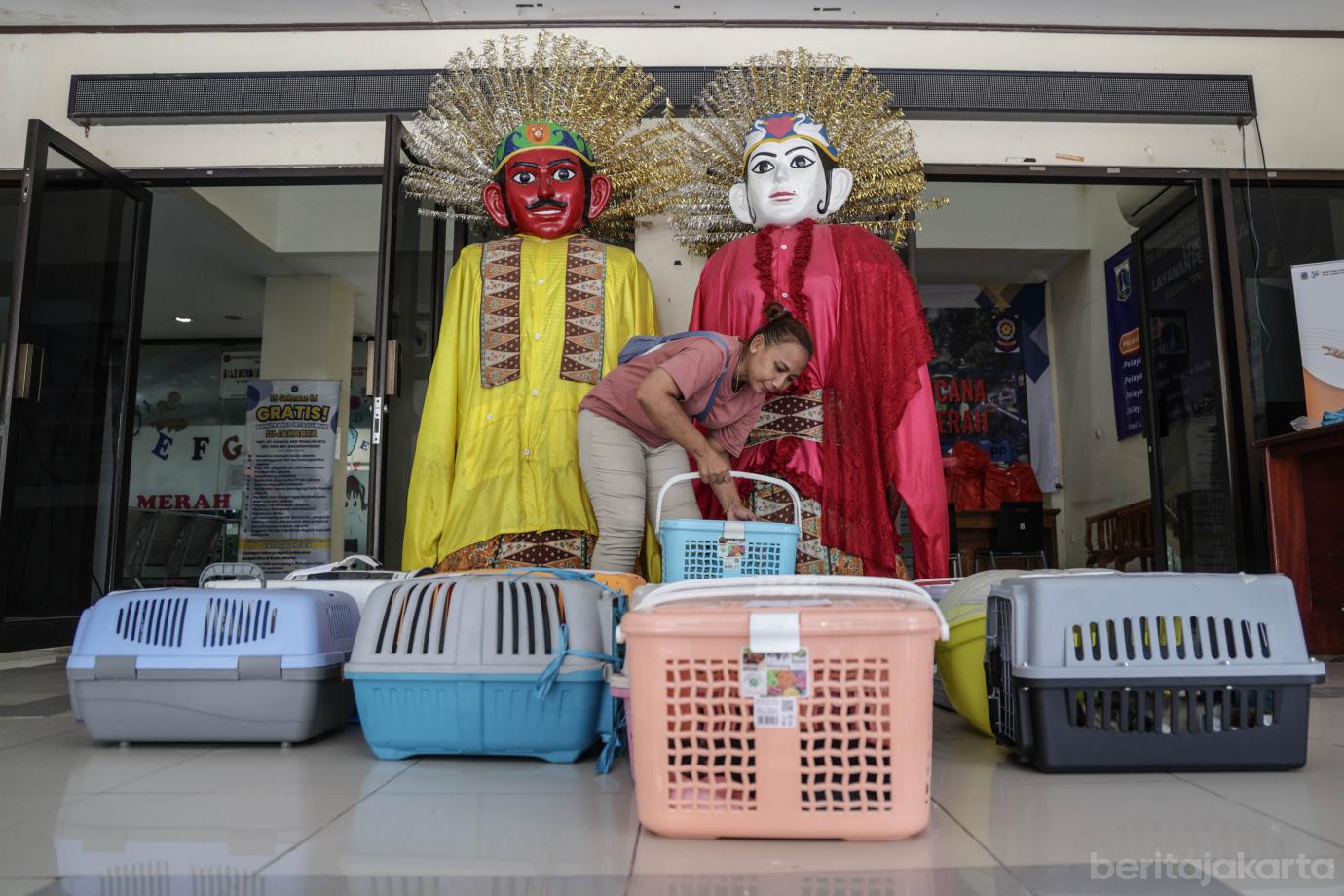 8 200 Kucing Jantan di Palmerah Disterilisasi 8