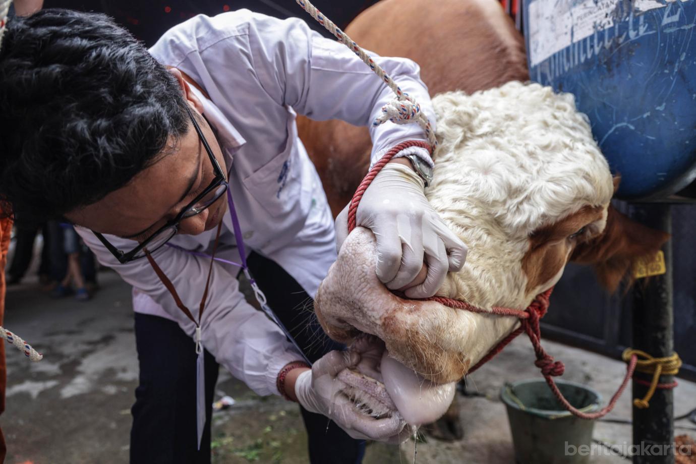 4 Rano Karno Serahkan Sapi Kurban Gubernur ke Warga Tangki 4