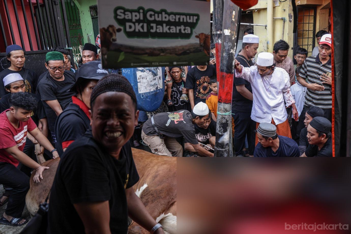 8 Rano Karno Serahkan Sapi Kurban Gubernur ke Warga Tangki 8