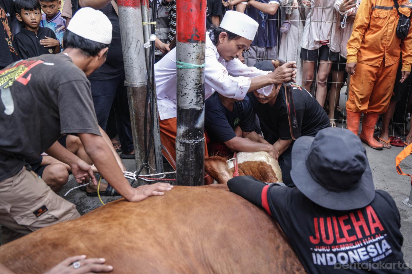 7 Rano Karno Serahkan Sapi Kurban Gubernur ke Warga Tangki 7