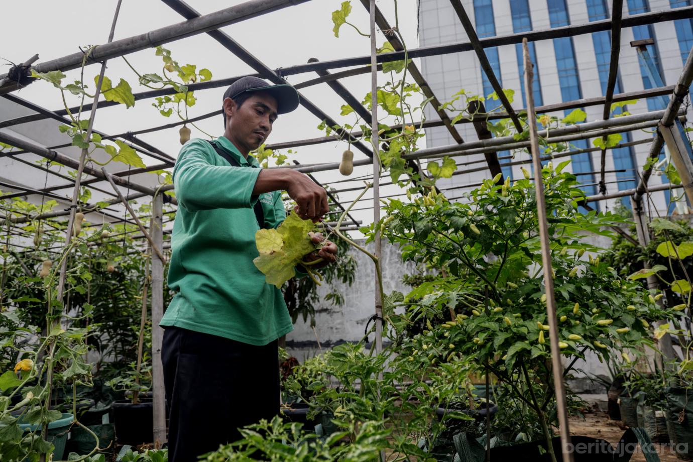 3 Urban Farming Rooftop Gedung Pakir Wali Kota Jakbar 3