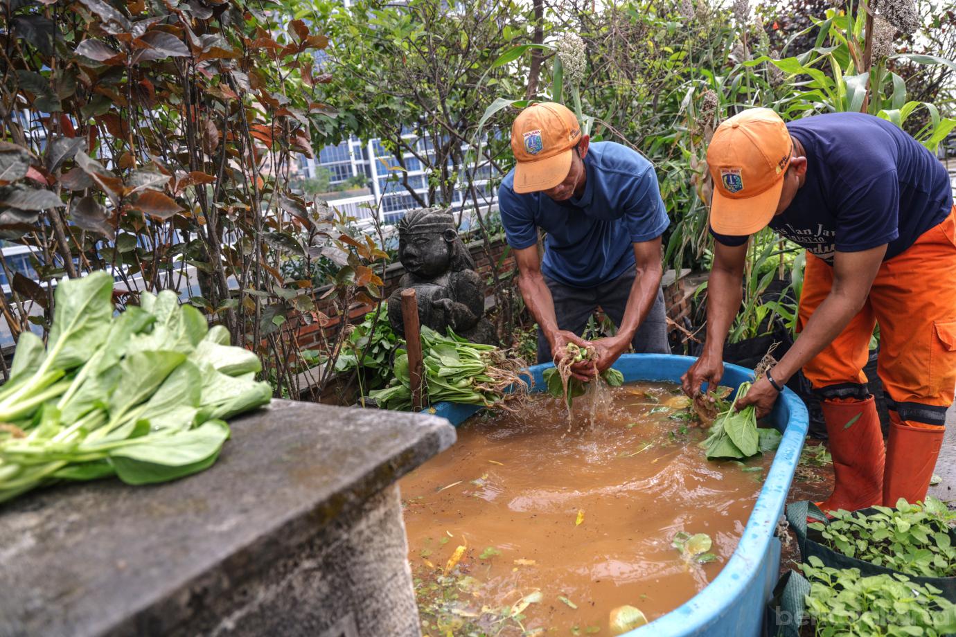 2 Urban Farming Rooftop Gedung Pakir Wali Kota Jakbar 2