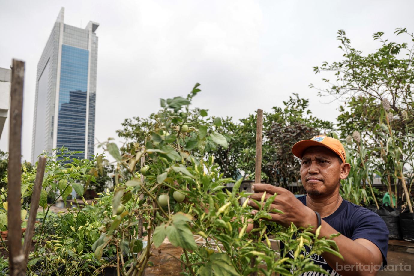 5 Urban Farming Rooftop Gedung Pakir Wali Kota Jakbar 5