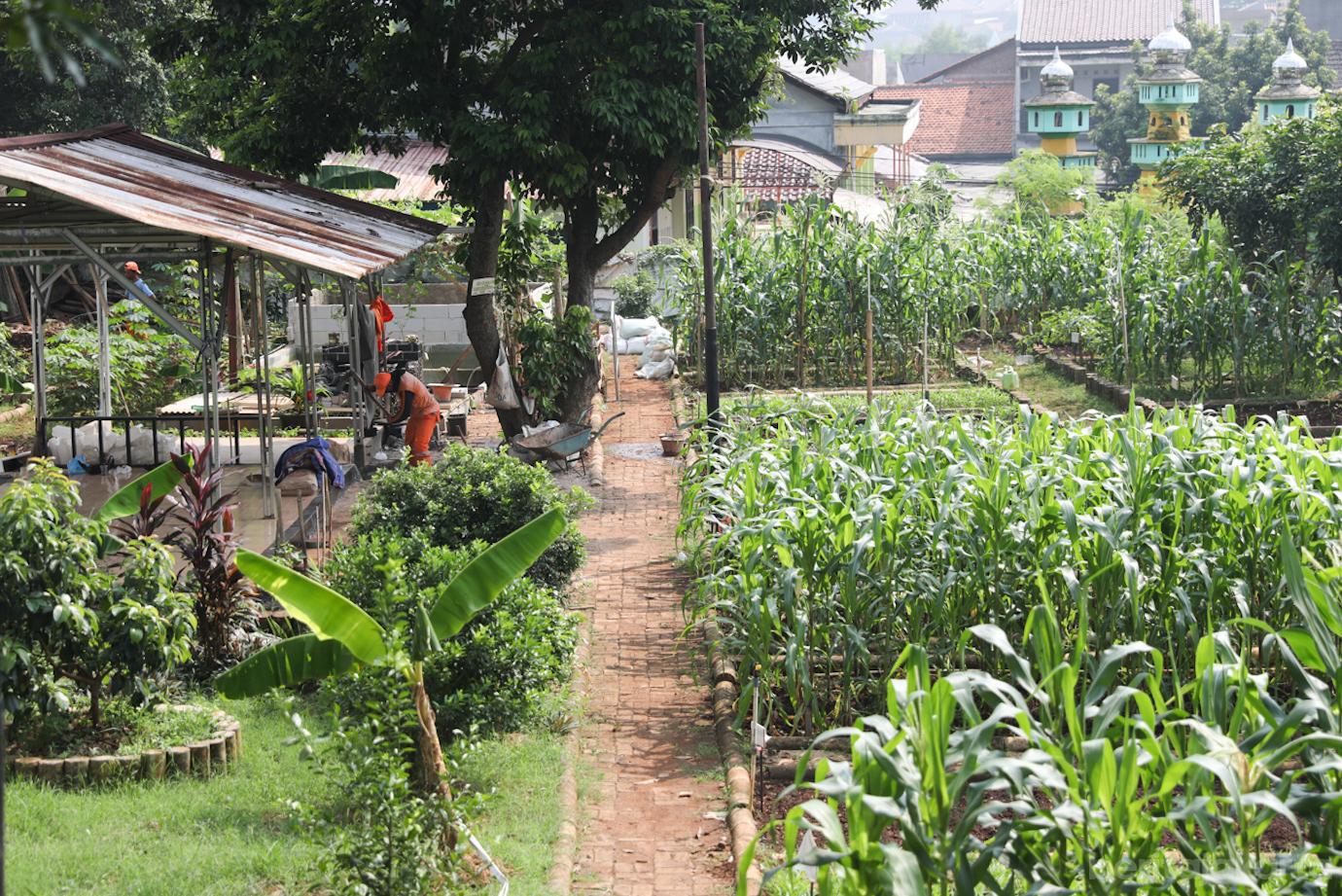 Urban Farming Lt Agung 6