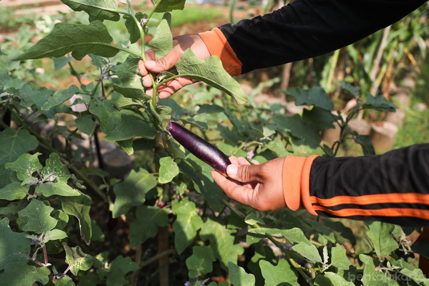 Urban Farming Lt Agung 4