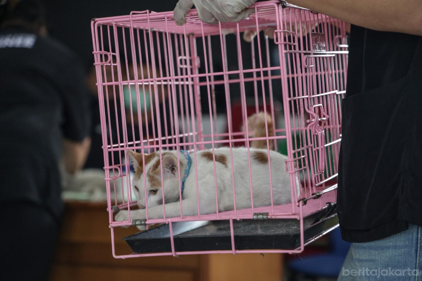 6 Sebanyak 200 Kucing Disterlisasi Sudin KPKP Jakbar 6