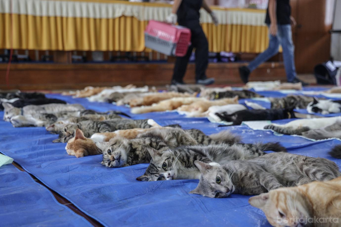 3 Sebanyak 200 Kucing Disterlisasi Sudin KPKP Jakbar 3