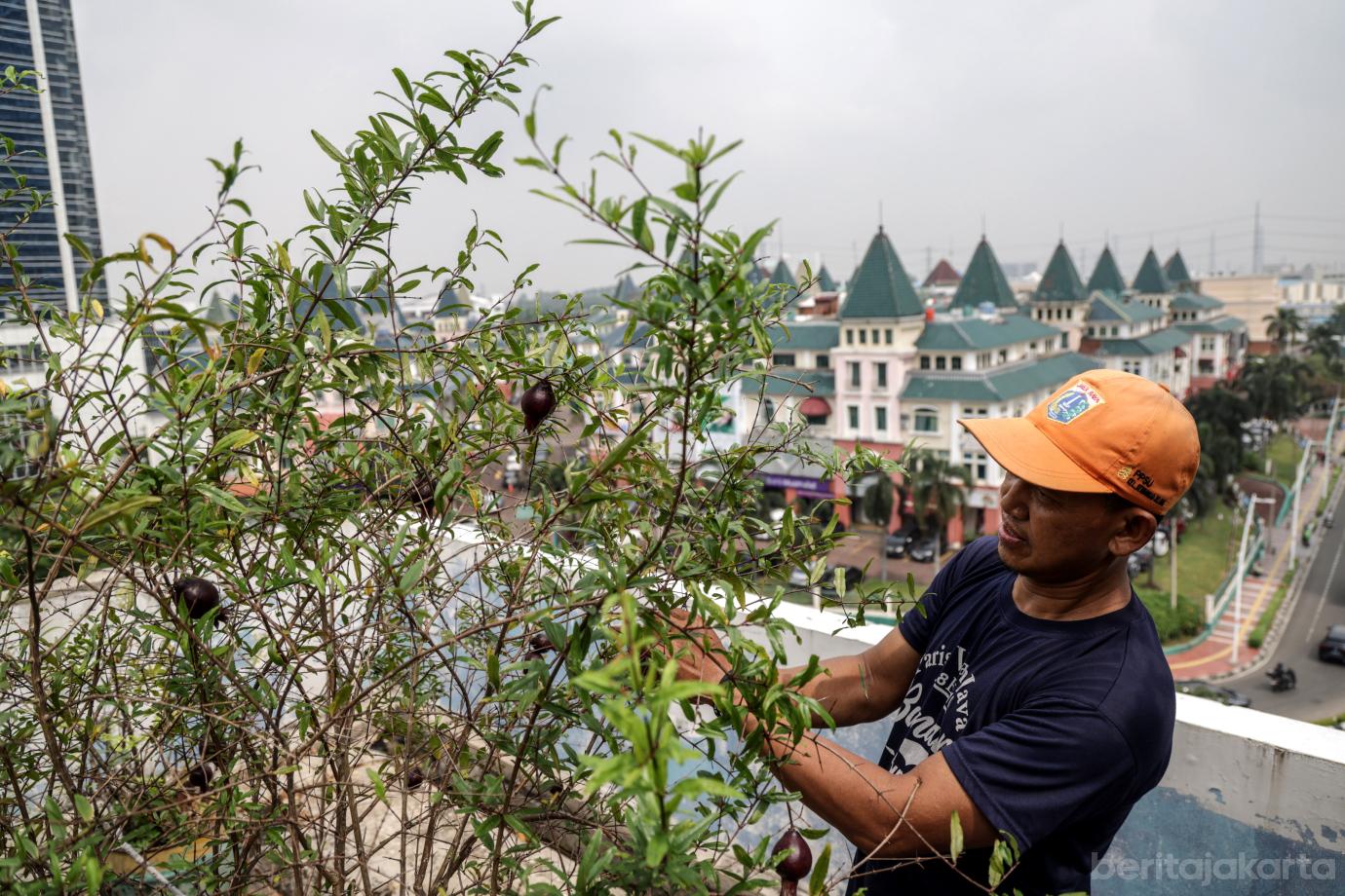 4 Urban Farming Rooftop Gedung Pakir Wali Kota Jakbar 4
