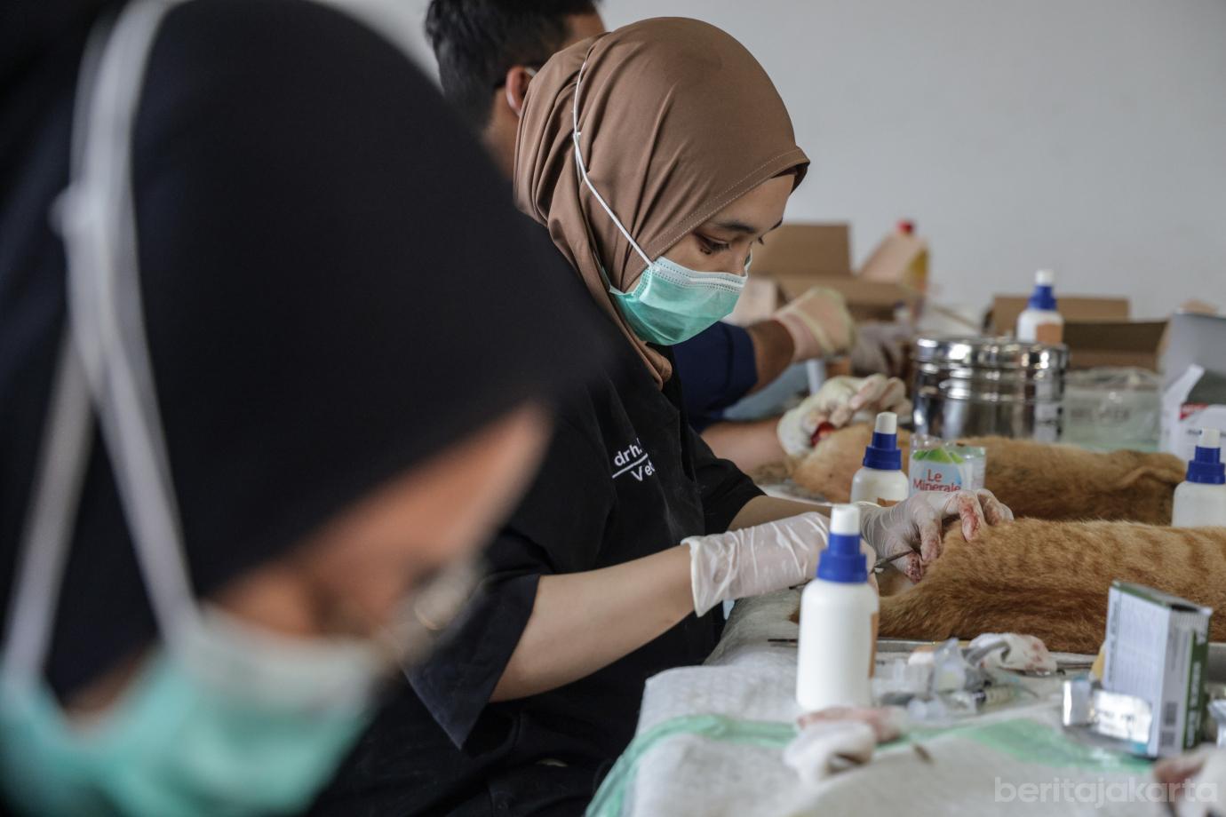 5 Sebanyak 200 Kucing Disterlisasi Sudin KPKP Jakbar 5