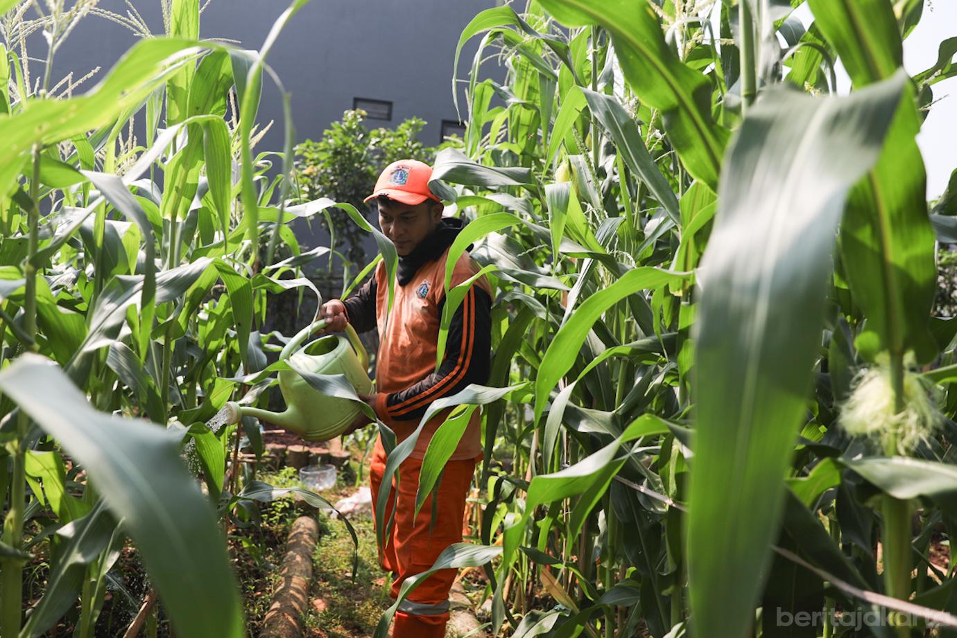 Urban Farming Lt Agung 2