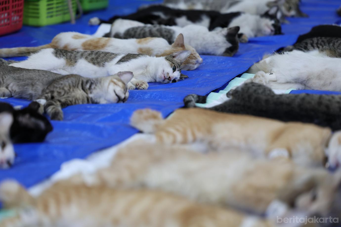2.KPKP Jakbar Sterilisasi 200 Kucing Jantan di Tambora