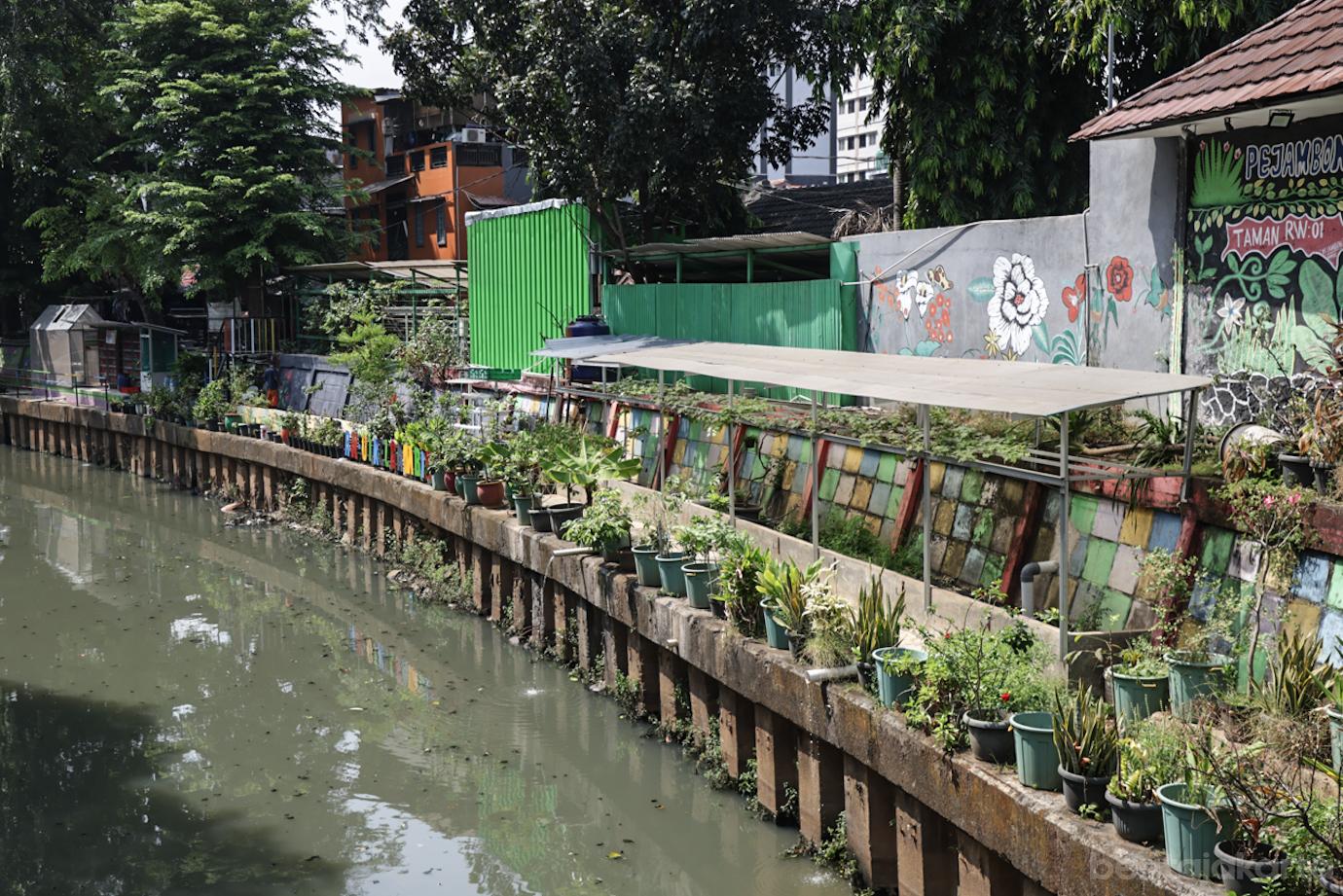 RW 01 Gambir Manfaat Bantaran Kali Ciliwung menjadi Lahan Pertanian 1