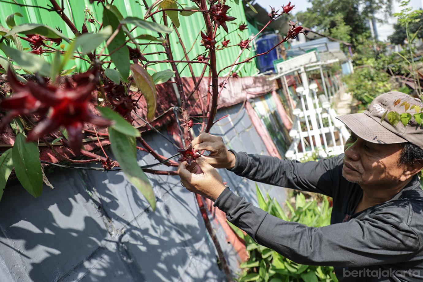 RW 01 Gambir Manfaat Bantaran Kali Ciliwung menjadi Lahan Pertanian 6