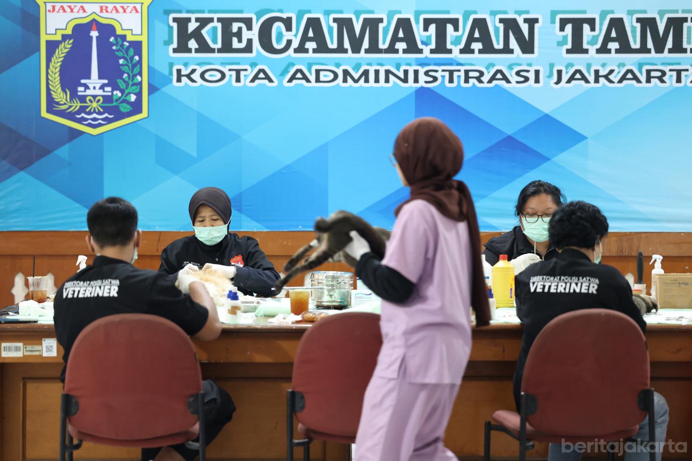 1.KPKP Jakbar Sterilisasi 200 Kucing Jantan di Tambora