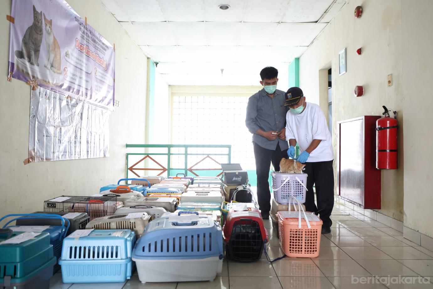 7.KPKP Jakbar Sterilisasi 200 Kucing Jantan di Tambora