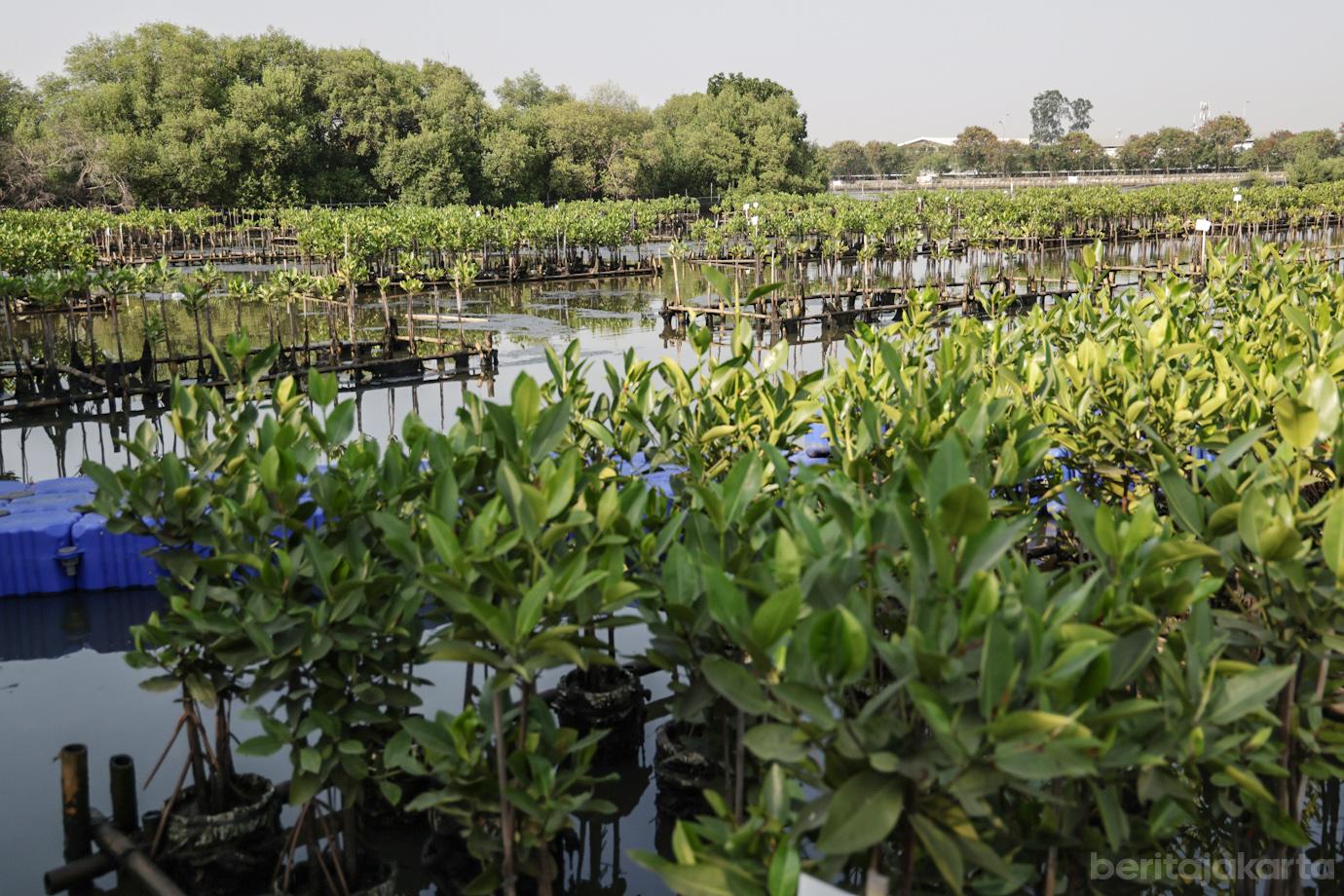DKI Serentak Tanam 21.060 Bibit Mangrove di 5 Lokasi 3
