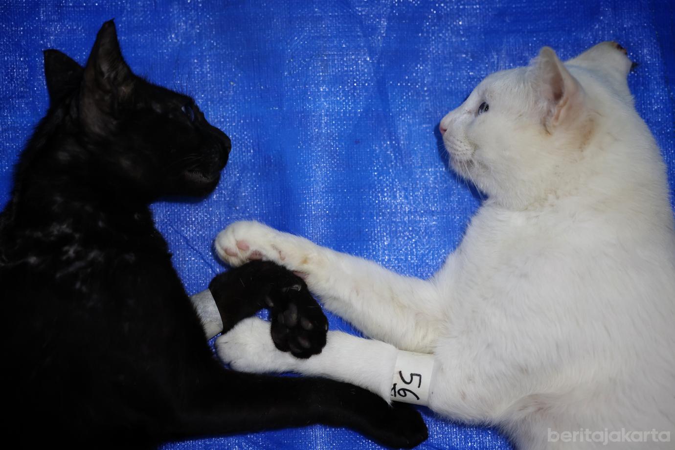 5.KPKP Jakbar Sterilisasi 200 Kucing Jantan di Tambora