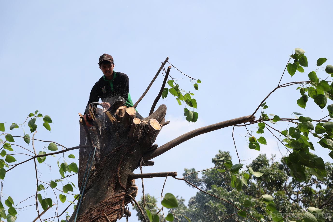 8.Sudin Tamhut Toping Pohon di UPT PPPA DKI