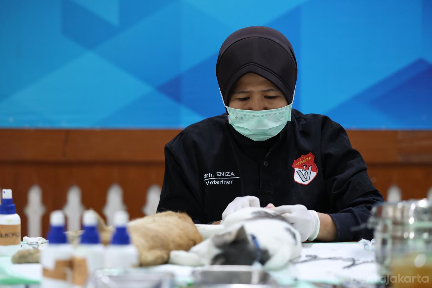 3.KPKP Jakbar Sterilisasi 200 Kucing Jantan di Tambora