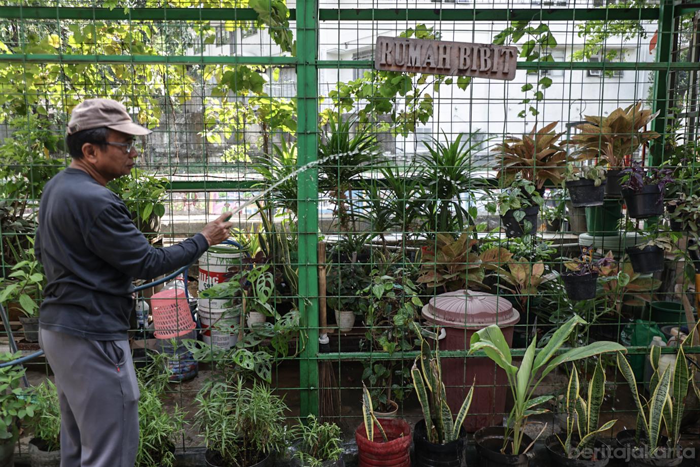 RW 01 Gambir Manfaat Bantaran Kali Ciliwung menjadi Lahan Pertanian 5