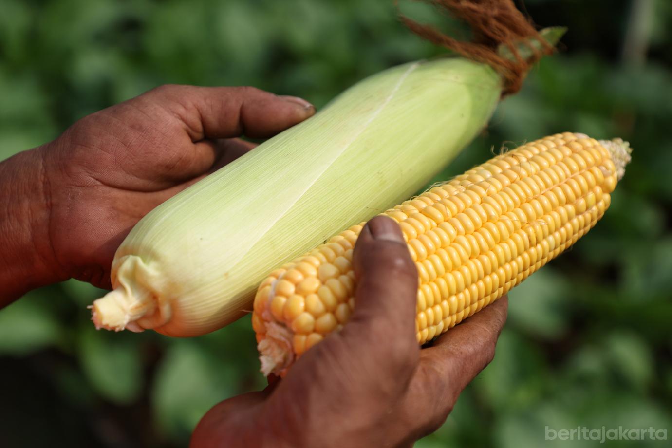 6.Panen Jagung Jakarta Timur