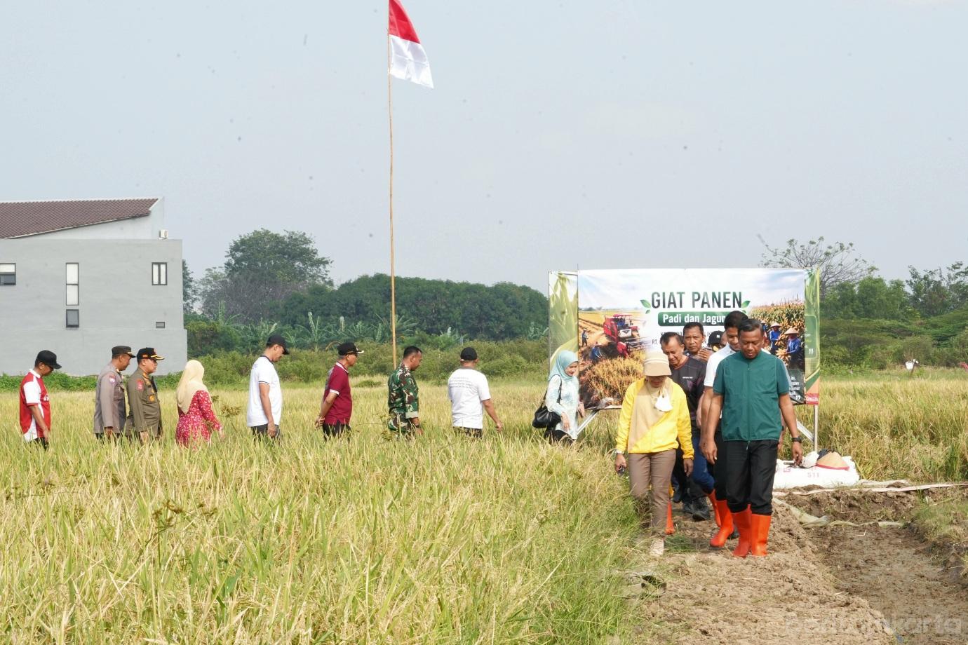 1.Pemkot Jaktim Panen Raya Padi dan Jagung di Ujung Menteng