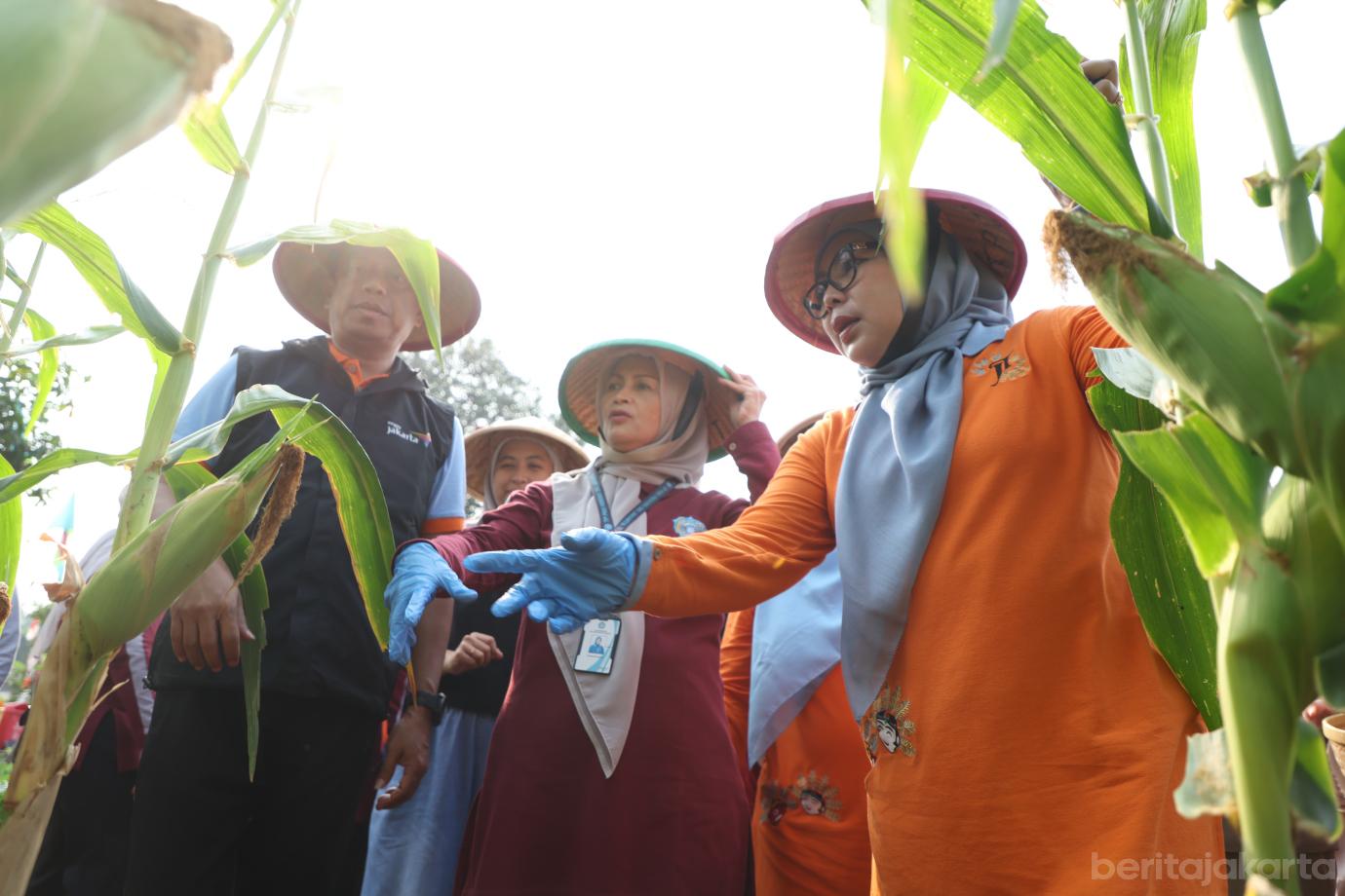 5.Panen Jagung Jakarta Timur