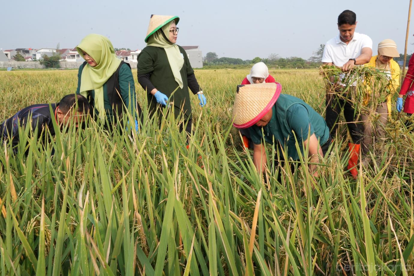 2.Pemkot Jaktim Panen Raya Padi dan Jagung di Ujung Menteng
