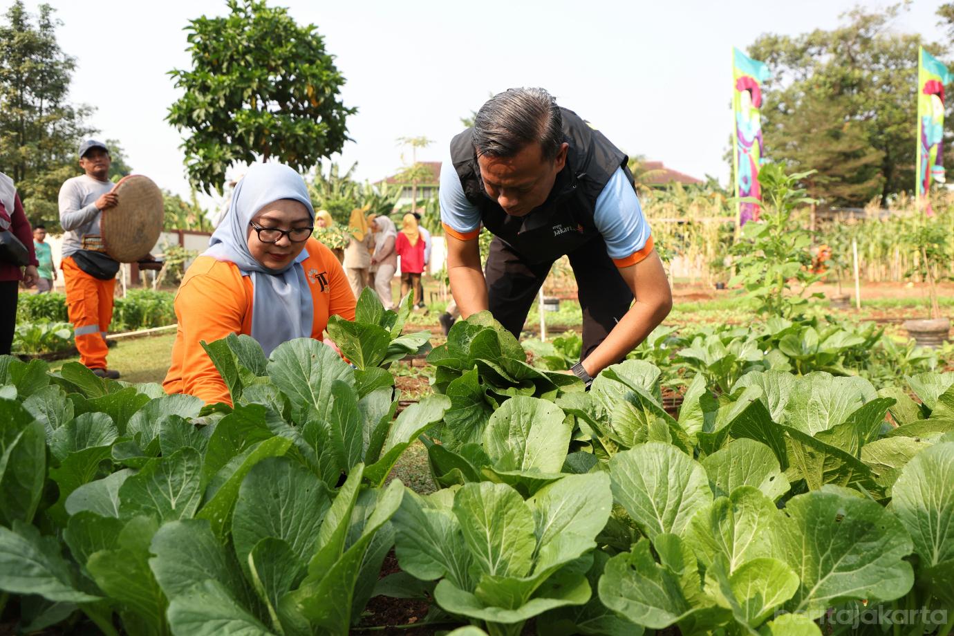7.Panen Jagung Jakarta Timur