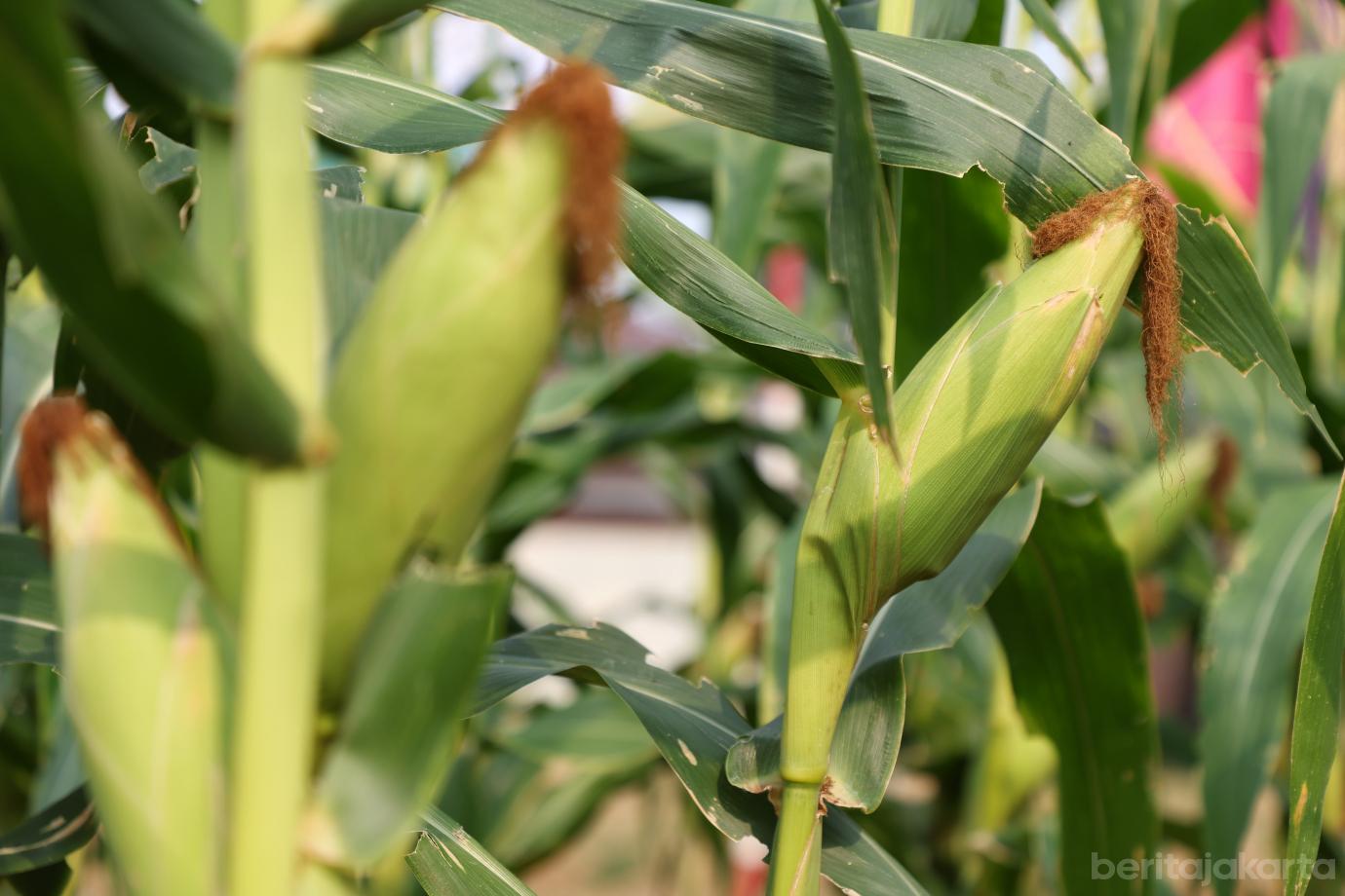 4.Panen Jagung Jakarta Timur