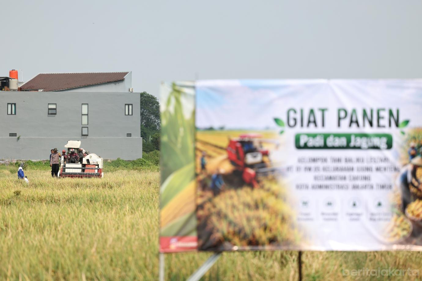 9.Pemkot Jaktim Panen Raya Padi dan Jagung di Ujung Menteng