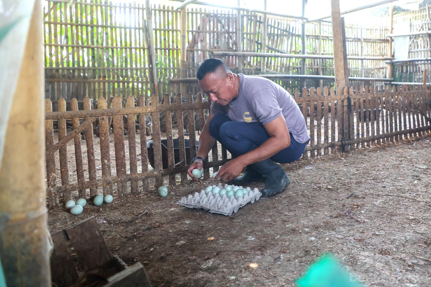 2 produksi telur asin