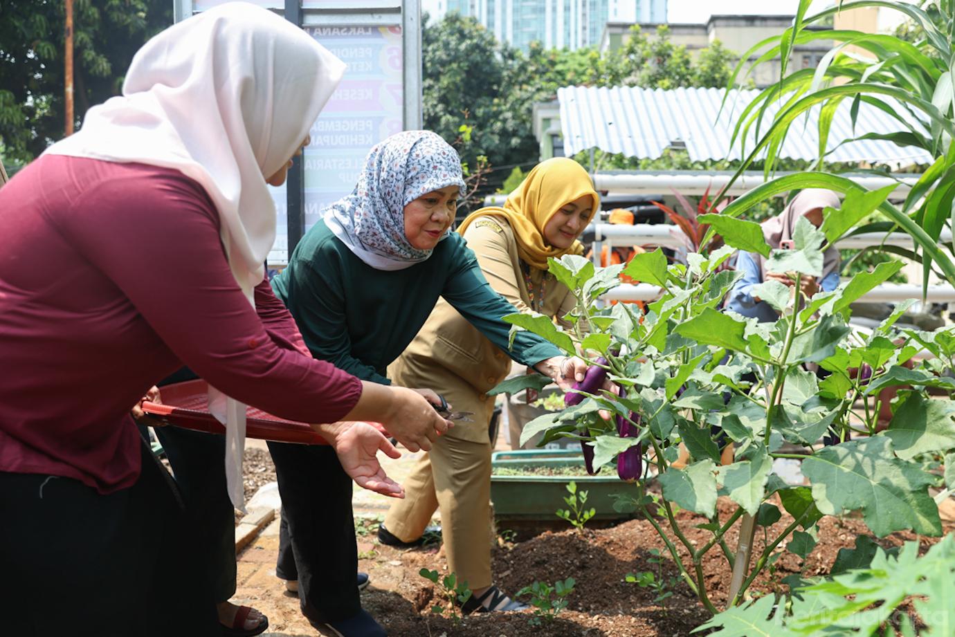 PKK Setiabudi Panen Sayur 7