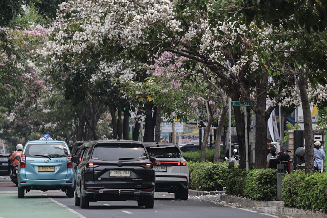 Mekarnya Bunga Tabebuya Sang Pohon Pelindung di Jalan Cikini Raya 6