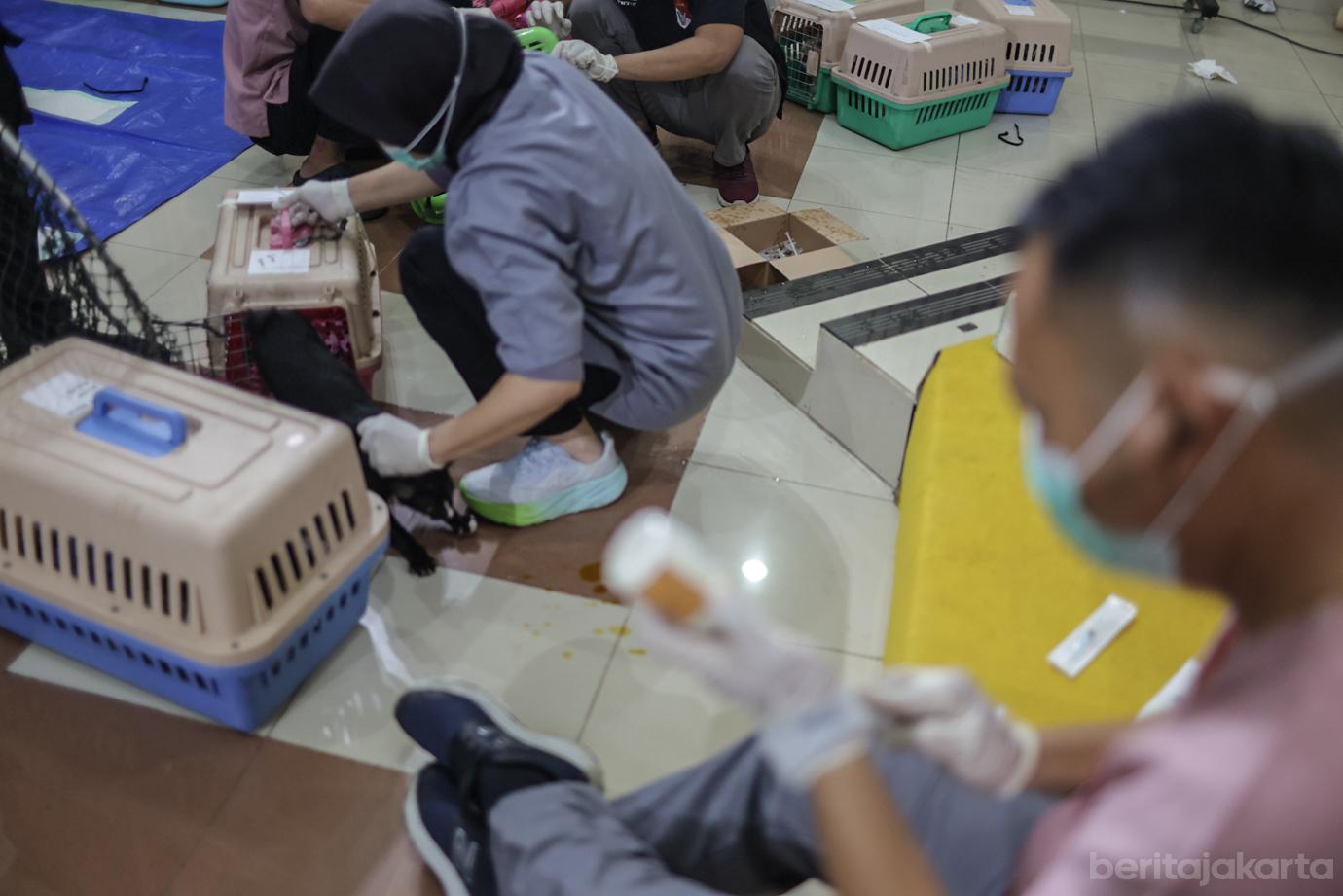 Sudin KPKP Jakbar Sterilisasi 221 Kucing Jantan di Kembangan 6