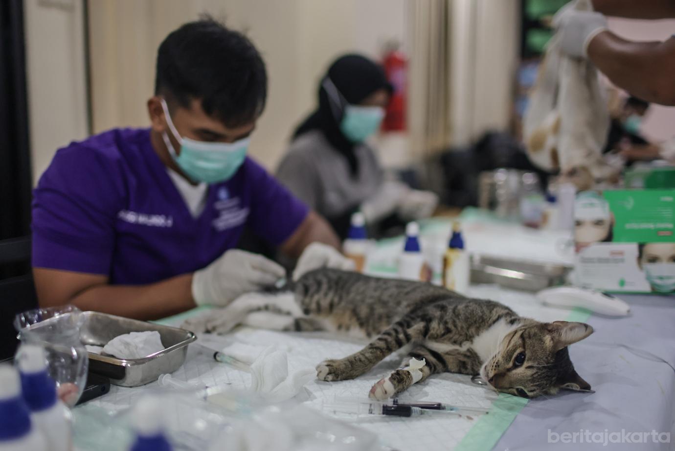 Sudin KPKP Jakbar Sterilisasi 221 Kucing Jantan di Kembangan 3